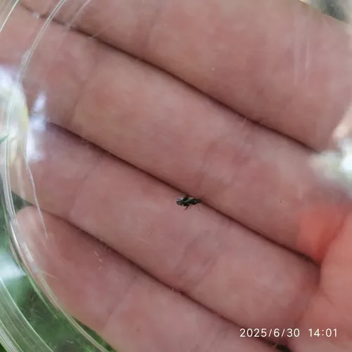Minute Pirate Bug
