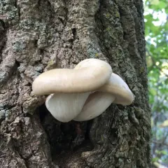 Elm Mushroom thumbnail 3