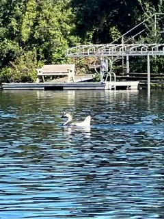 Swan Goose thumbnail 4