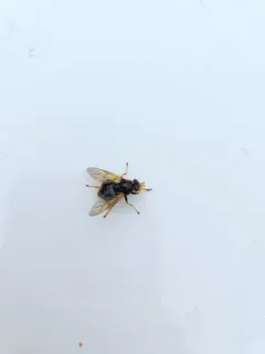 Red-cheeked Wood Fly thumbnail 2