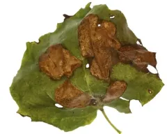 Coleophora viburniella thumbnail 3