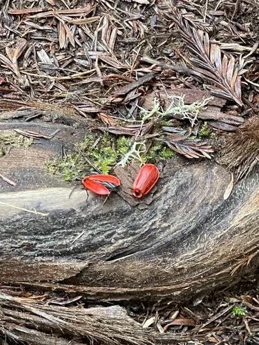 Matheteus theveneti