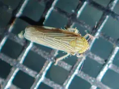 Graminella fitchii thumbnail 4
