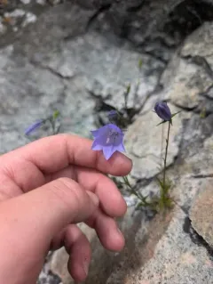 Common Harebell thumbnail 4