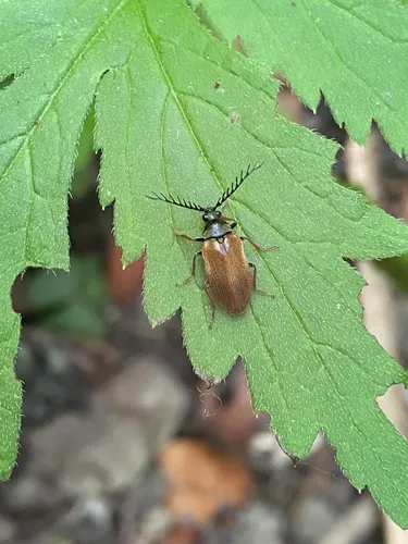 Anchycteis velutina