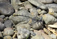 Columbia Clubtail thumbnail 4