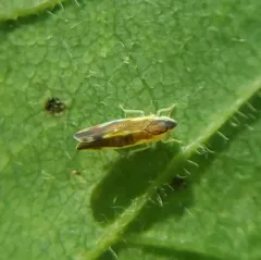 Erythroneura aclys thumbnail 3