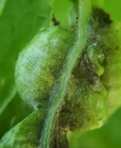 Dasineura parthenocissi thumbnail 3