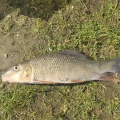 Silver Redhorse thumbnail 3