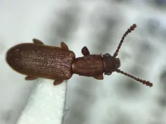 Silvanus bidentatus thumbnail 3