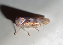 Populicerus formosus thumbnail 4
