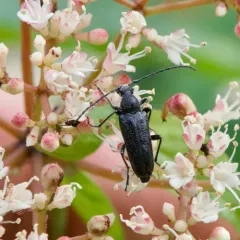 Downy Long-horned Beetle thumbnail 1