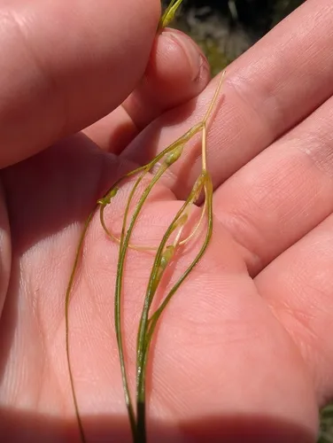widgeongrass