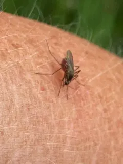 Golden Bog Mosquito thumbnail 1