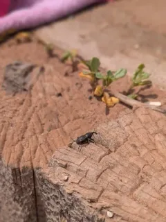 Timothy Billbug thumbnail 4