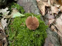 Pluteus seticeps thumbnail 4