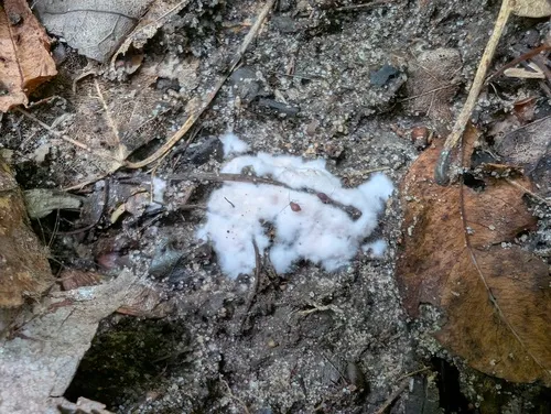 Pachyphlodes thysellii