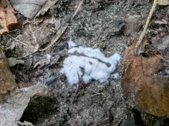Pachyphlodes thysellii thumbnail 1