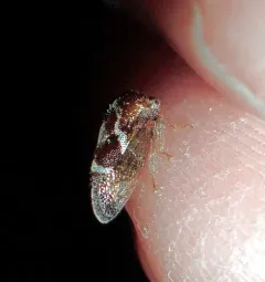 Cyrtolobus fuscipennis thumbnail 3