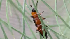 Languria angustata thumbnail 2