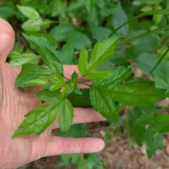 Toringo Crabapple thumbnail 4