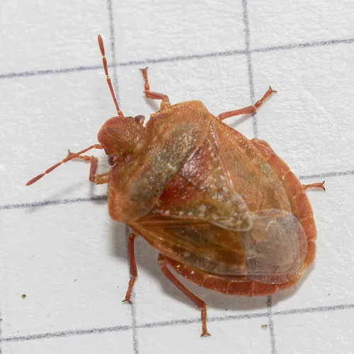 Dendrocoris pini