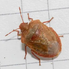 Dendrocoris pini thumbnail 1