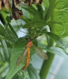 Nephrotoma cingulata thumbnail 1