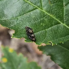 Northern Red Oak Jewel Beetle thumbnail 1
