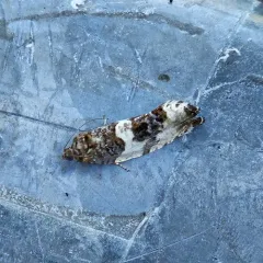 Poplar Leafroller Moth thumbnail 2