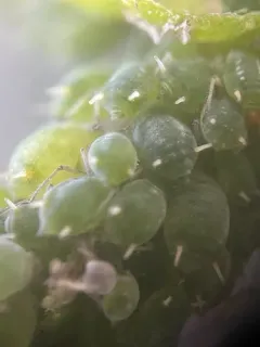 Small Willow Aphid thumbnail 3