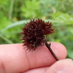 Cecidomyia lappa thumbnail 2
