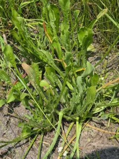 alisma-leaved button-celery thumbnail 4