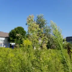 horseweed thumbnail 4