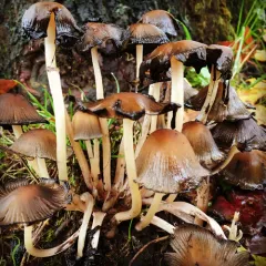 mica cap thumbnail 4