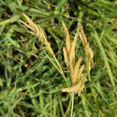 Saltgrass thumbnail 2