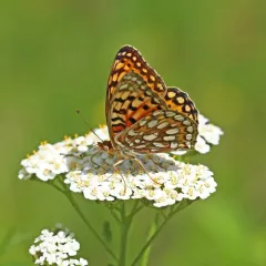Coronis Fritillary thumbnail 4
