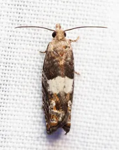 Walker's Epinotia Moth thumbnail 3