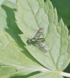 Sargus viridis thumbnail 4