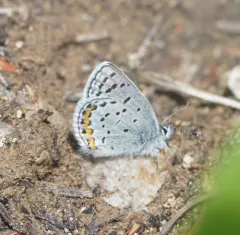 Lupine Blue thumbnail 4