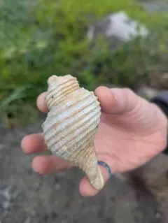 Oregon Hairy Triton Snail thumbnail 3