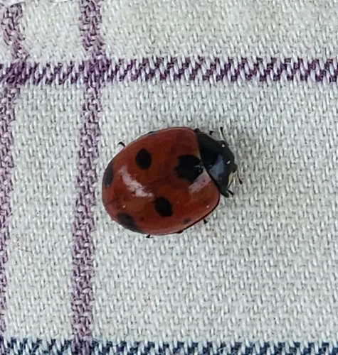 Satellite Lady Beetle