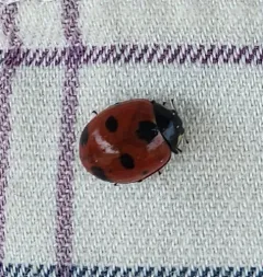 Satellite Lady Beetle thumbnail 1