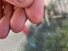 brown-banded barklouse thumbnail 4
