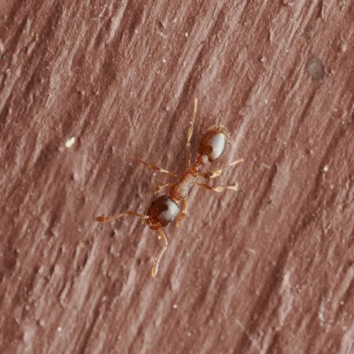 Temnothorax rudis