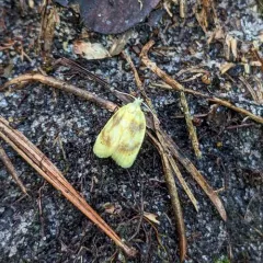 Oak Leafshredder Moth thumbnail 4