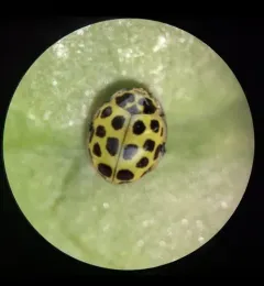 22-spot Ladybird thumbnail 3