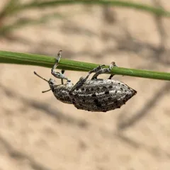 New York Weevil thumbnail 4