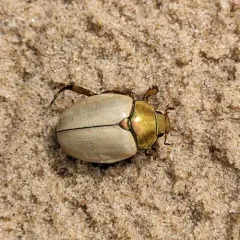 Goldsmith Beetle thumbnail 3