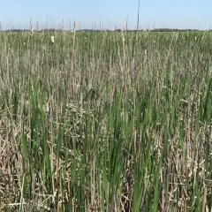 narrow-leaved cattail thumbnail 2